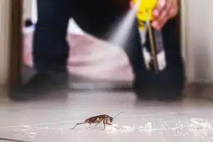 הדברה ביתית נגד ג'וקים הדברה ביתית נגד ג'וקים