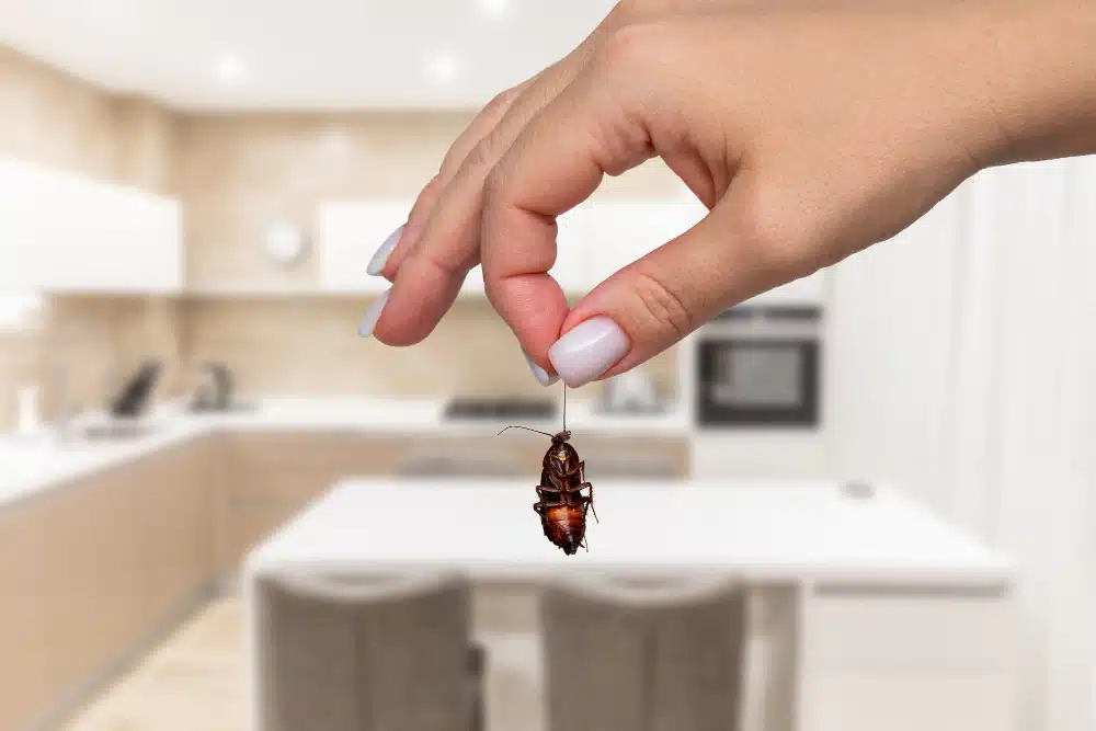 ג'וקים קטנים בארונות מטבח