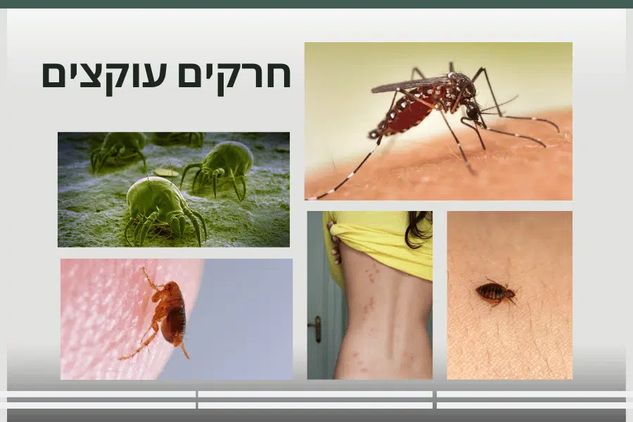 חרקים עוקצים בלילה מוצצים דם