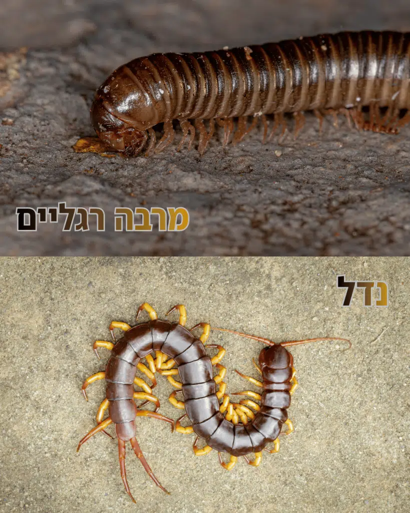 איך לזהות נדל איך נראה מרבה רגליים
