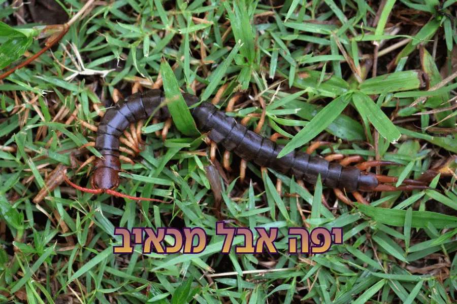 נדל ארסי מסוכן עקיצה כואבת מאוד