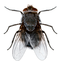 הדברת זבובים בחומר הדברה נגד זבובים על ידי מדביר מוסמך