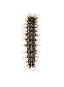 טוואי התהלוכה תהלוכן האורן סכנות תולעת טוואי התהלוכה