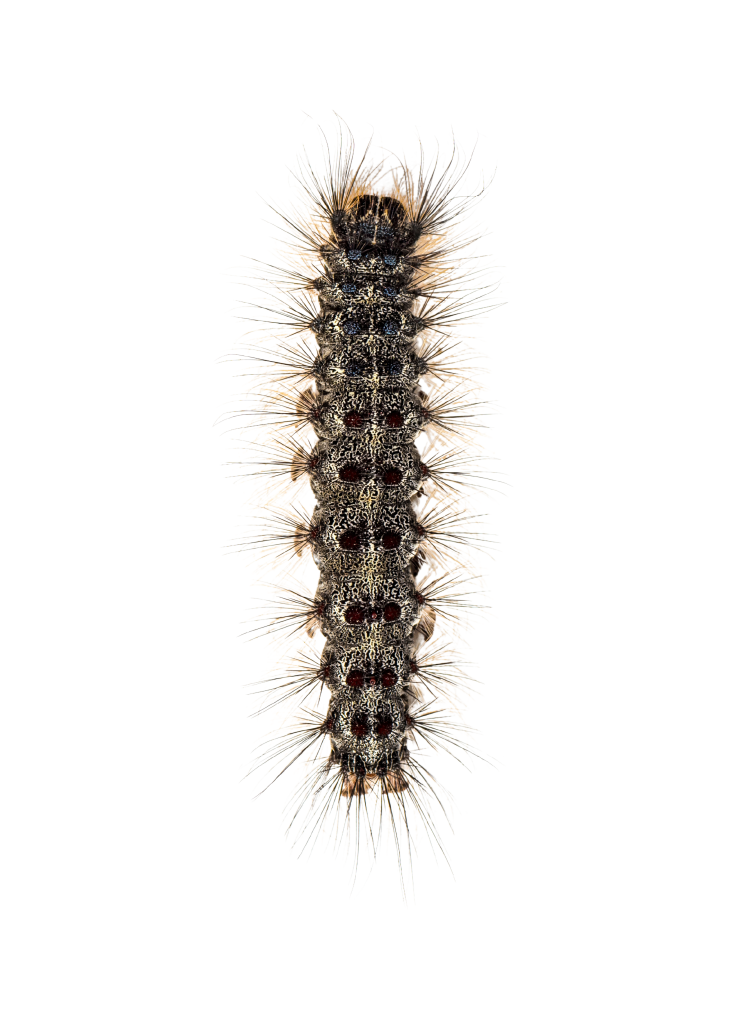 טוואי התהלוכה תהלוכן האורן סכנות תולעת טוואי התהלוכה