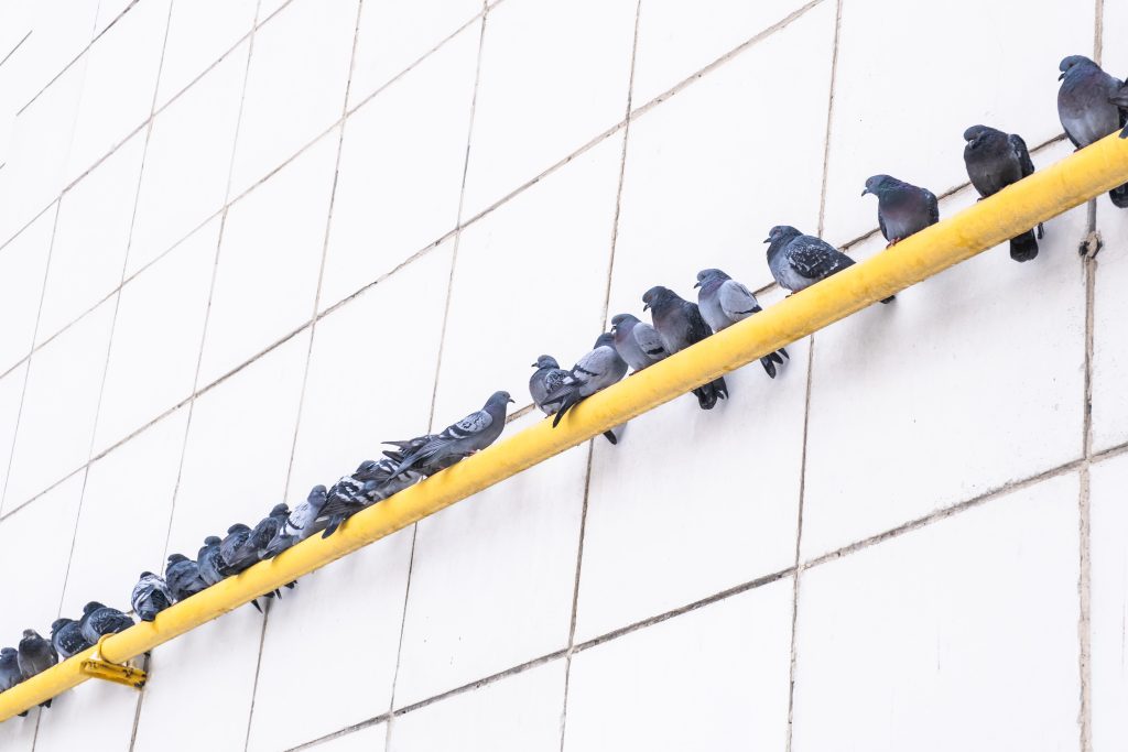 הדברת יונים עם חומר נגד יונים מדביר יונים