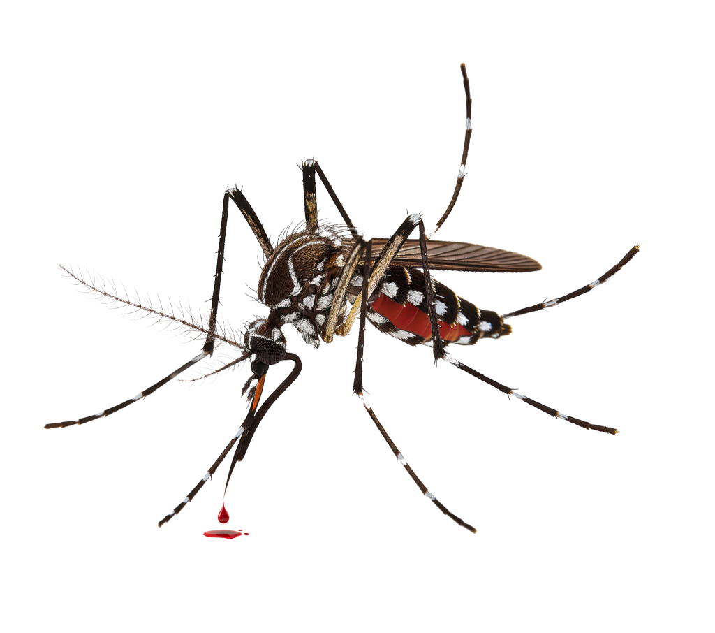 יתוש עוקצת הדברת יתושים בבית ובגינה