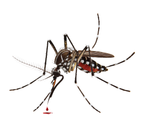 יתוש עוקצת הדברת יתושים בבית ובגינה