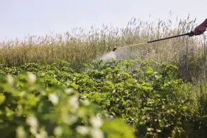 הדברה של עשבים בחצר ריסוס עשב