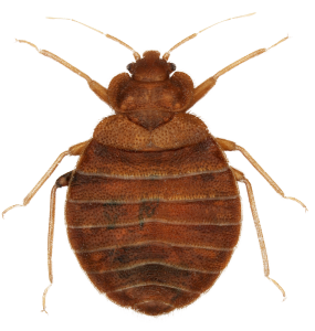 פשפש מיטה חרק קטן עקיצות בלילה