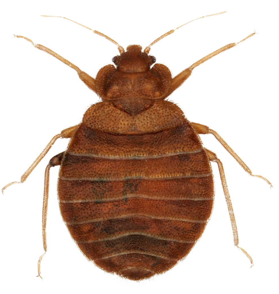 פשפש מיטה חרק קטן עקיצות בלילה