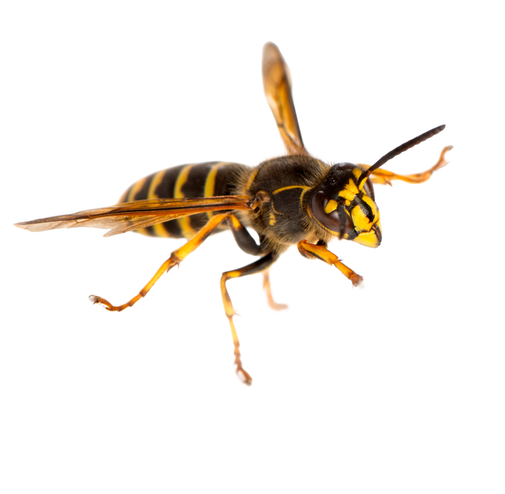 הבחנה בין הדברת דבורים ובין טיפול בצרעות