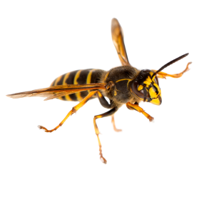 הבחנה בין הדברת דבורים ובין טיפול בצרעות