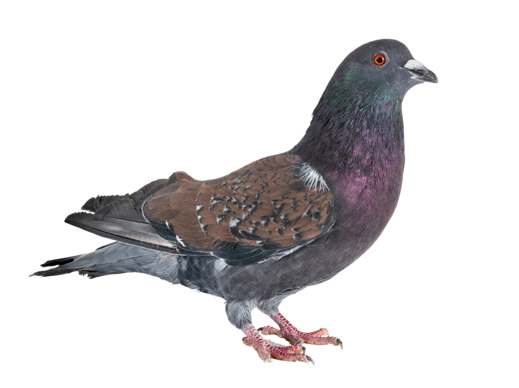 הרחקת יונים על ידי רשת יונים או דוקרנים נגד יונים באמצעות מרחיק יונים