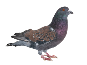 הרחקת יונים על ידי רשת יונים או דוקרנים נגד יונים באמצעות מרחיק יונים