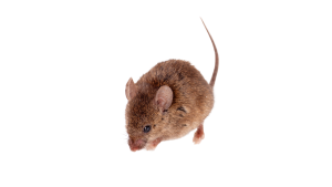 מרחיק עכברים זמין מקצועי מומלץ ומוסמך