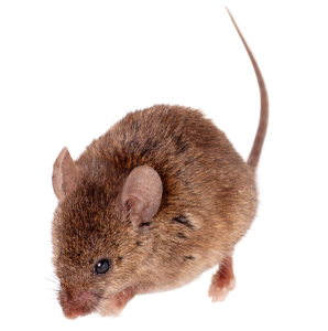 מרחיק עכברים זמין מקצועי מומלץ ומוסמך