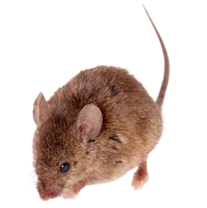 מרחיק עכברים זמין מקצועי מומלץ ומוסמך