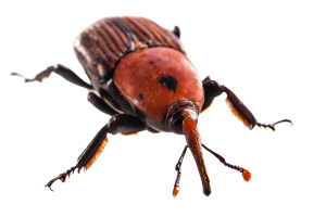 הדברת חדקונית הדקל האדומה חיפושית הדקל דקל מתייבש