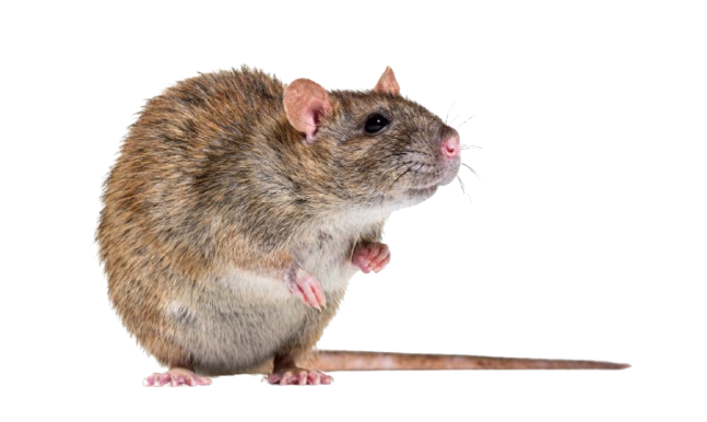 חולדה מצויה חולדת החוף חולדת העליות