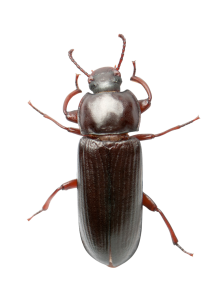 הדברת חרקים במטבח מלכודות נגד חרקים