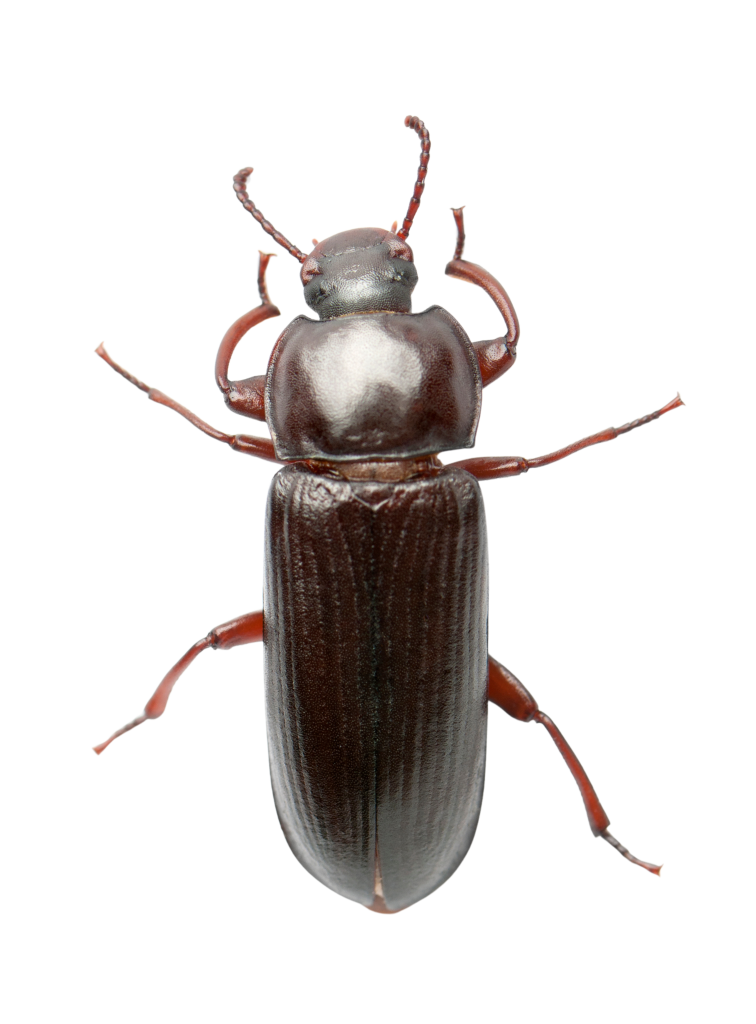 הדברת חרקים במטבח מלכודות נגד חרקים