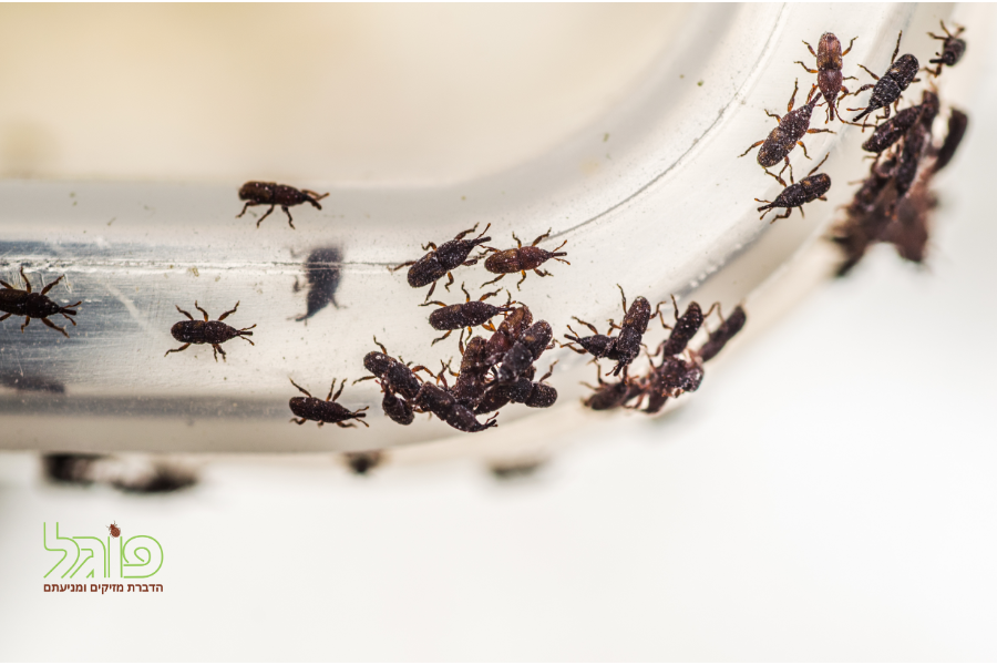 חיפושיות באורז או חרקים בקמח