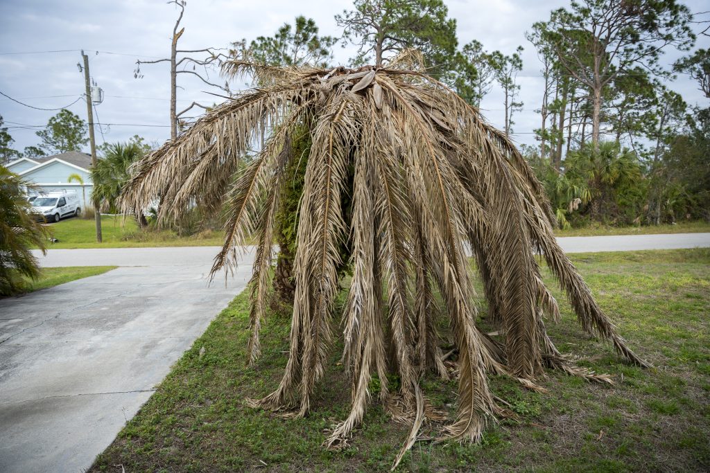נזק של חדקונית הדקל מחסלת צעים מלכודות נגד חדקונית הדקל