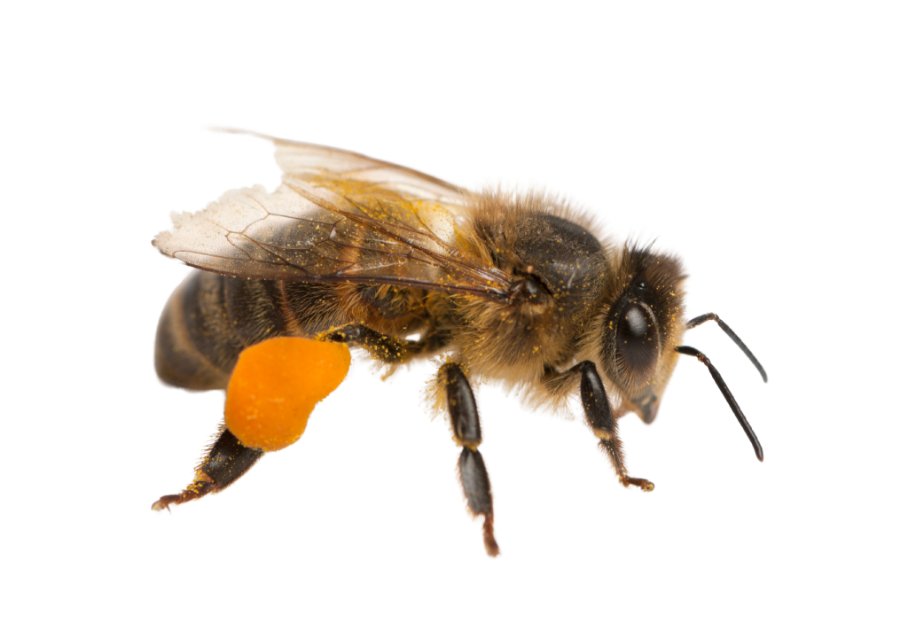 הדברת נחיל דבורים על ידי מדביר מוסמך