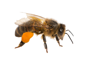 הדברת נחיל דבורים על ידי מדביר מוסמך