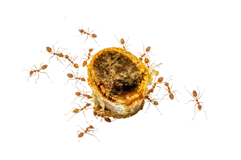 נמלי אש או נמלים אדומות בגינה עוקצות