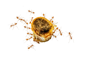 נמלי אש או נמלים אדומות בגינה עוקצות