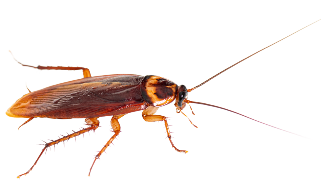 תיקן אמריקאי ג'וקים גדולים בבית ג'וקים גדולים חומים