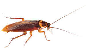 תיקן אמריקאי ג'וקים גדולים בבית ג'וקים גדולים חומים