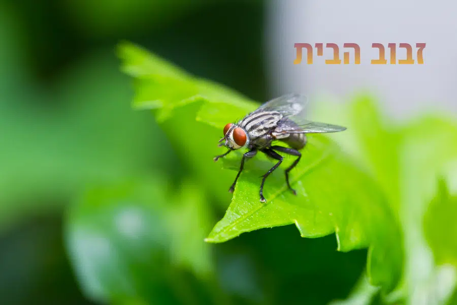 זבובים בבית מה זה אומר