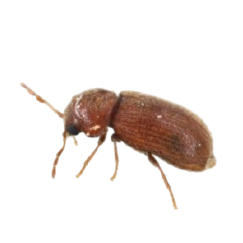 הדברת חיפושית הטבק בארון מטבח בבית שהיא חיפושית קטנה מעופפת