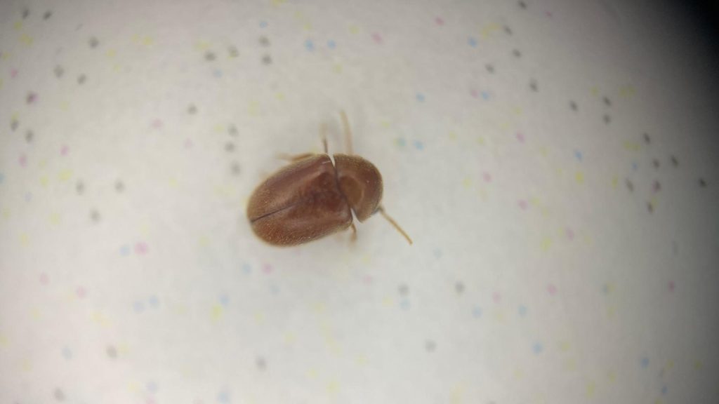 חיפושית הטבק במבט מלמעלה זיהוי סימנים להימצאות