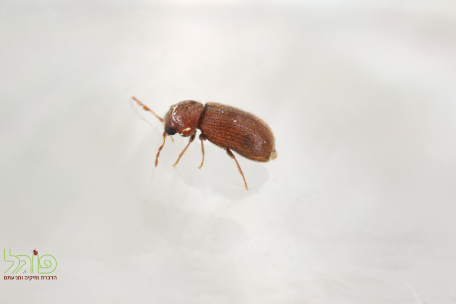 ריסוס כנגד חיפושית הטבק והדברה מדביר מומלץ חברת הדברה מוסמך