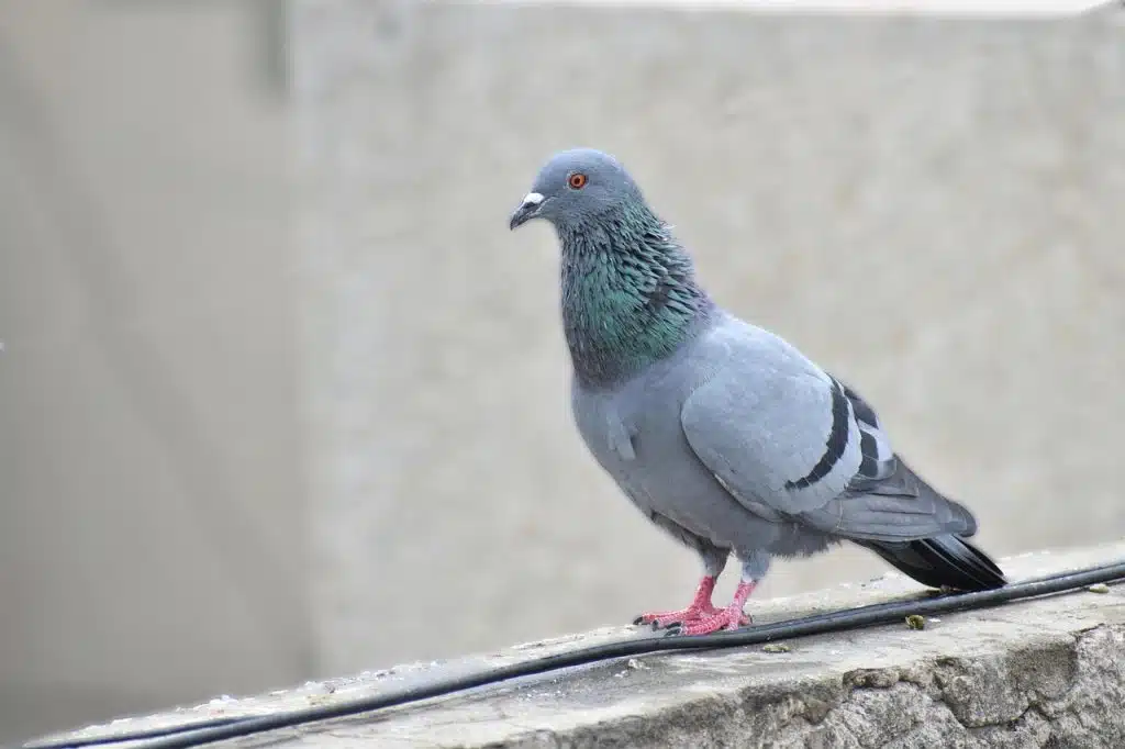 יונת הסלע על חלון הרחקת הדברת יונים
