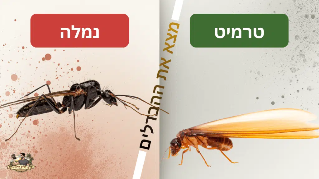 הדברת נמלים טבעית – למה נמלים יוצרות שיירות מסודרות