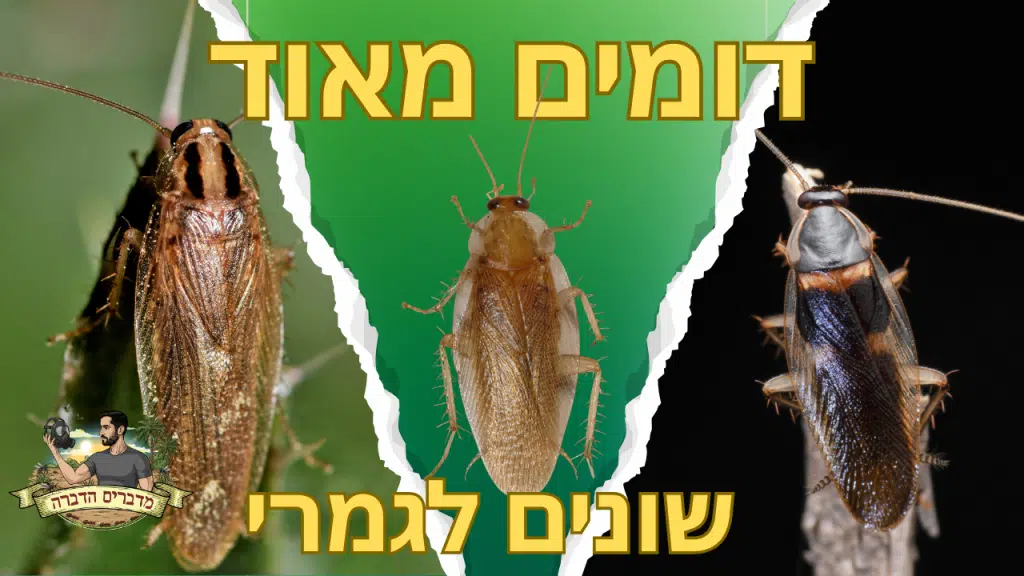ג׳וקים – האמת על המשיכה לאור או לחושך