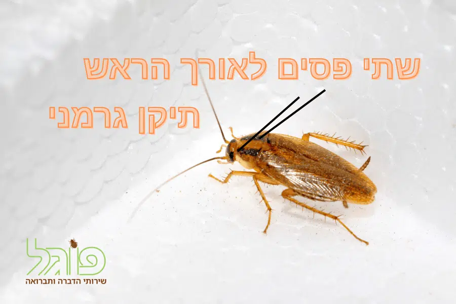 תיקן גרמני הדברה ביתית – כך מבצעים טיפול נכון ומונעים חזרה