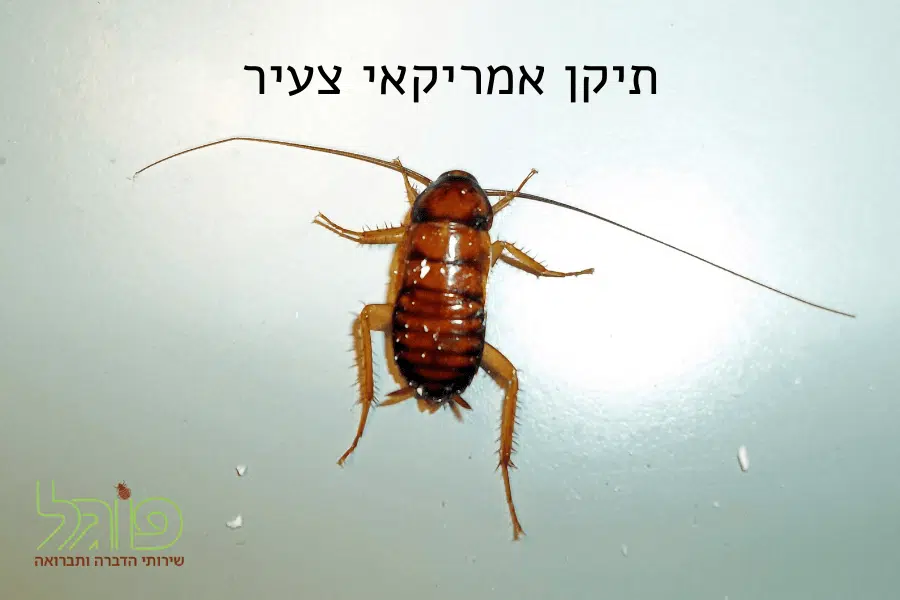 איך נראים גוקים קטנים תינוקות של הג'וקים